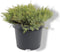 Juniperus davurica 'Leningrad' - Daurische jeneverbes - Planthoogte: 30-40 cm - Pot Ø 19 cm (3 liter)