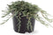Juniperus horizontalis 'Icee Blue' - Kruipende jeneverbes - Planthoogte: 20-25 cm - Pot Ø 19 cm (3 liter)