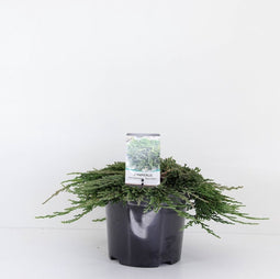Juniperus horizontalis 'Pancake' - Kruipende jeneverbes - Planthoogte: 25-30 cm - Pot Ø 19 cm (3 Liter)