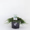 Juniperus horizontalis 'Pancake' - Kruipende jeneverbes - Planthoogte: 25-30 cm - Pot Ø 19 cm (3 Liter)