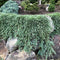 Juniperus horizontalis 'Pancake' - Kruipende jeneverbes - Planthoogte: 25-30 cm - Pot Ø 19 cm (3 Liter)