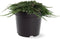 Juniperus horizontalis 'Pancake' - Kruipende jeneverbes - Planthoogte: 25-30 cm - Pot Ø 19 cm (3 Liter)