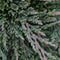 Juniperus horizontalis 'Pancake' - Kruipende jeneverbes - Planthoogte: 25-30 cm - Pot Ø 19 cm (3 Liter)