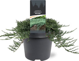 Juniperus horizontalis 'Wiltonii' - Kruipende jeneverbes - Planthoogte: 30-40 cm - Pot Ø 23 cm (5 liter)