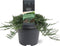 Juniperus horizontalis 'Wiltonii' - Kruipende jeneverbes - Planthoogte: 30-40 cm - Pot Ø 23 cm (5 liter)