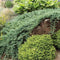 Juniperus horizontalis 'Wiltonii' - Kruipende jeneverbes - Planthoogte: 30-40 cm - Pot Ø 23 cm (5 liter)