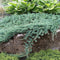 Juniperus horizontalis 'Wiltonii' - Kruipende jeneverbes - Planthoogte: 30-40 cm - Pot Ø 23 cm (5 liter)