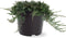 Juniperus horizontalis 'Wiltonii' - Kruipende jeneverbes - Planthoogte: 30-40 cm - Pot Ø 23 cm (5 liter)
