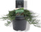 Juniperus horizontalis 'Wiltonii' - Kruipende jeneverbes - Planthoogte: 30-40 cm - Pot Ø 23 cm (5 liter)