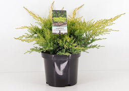 Juniperus pfitzeriana gold star 35 cm