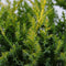 Juniperus pfitzeriana gold star 35 cm