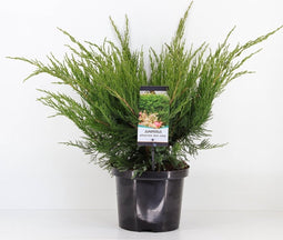 Juniperus pfitzeriana mint julep 50 cm