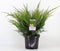 Juniperus pfitzeriana mint julep 50 cm