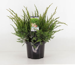 Juniperus pfitzeriana 'Mint Julep' - Jeneverbes - Planthoogte: 30-40 cm - Pot Ø 19 cm (3 liter)