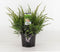 Juniperus pfitzeriana 'Mint Julep' - Jeneverbes - Planthoogte: 30-40 cm - Pot Ø 19 cm (3 liter)