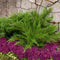 Juniperus pfitzeriana 'Mint Julep' - Jeneverbes - Planthoogte: 30-40 cm - Pot Ø 19 cm (3 liter)