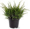 Juniperus pfitzeriana 'Mint Julep' - Jeneverbes - Planthoogte: 30-40 cm - Pot Ø 19 cm (3 liter)