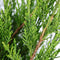 Juniperus pfitzeriana 'Mint Julep' - Jeneverbes - Planthoogte: 30-40 cm - Pot Ø 19 cm (3 liter)