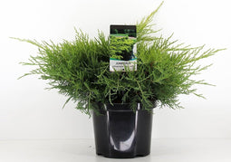 Juniperus pfitzeriana 'Old Gold' - Pfitzer jeneverbes - Planthoogte: 30-40 cm - Pot Ø 23 cm (5 liter)