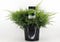 Juniperus pfitzeriana 'Old Gold' - Pfitzer jeneverbes - Planthoogte: 30-40 cm - Pot Ø 23 cm (5 liter)