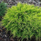Juniperus pfitzeriana 'Old Gold' - Pfitzer jeneverbes - Planthoogte: 30-40 cm - Pot Ø 23 cm (5 liter)