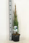 Juniperus scopulorum blue arrow 75 cm