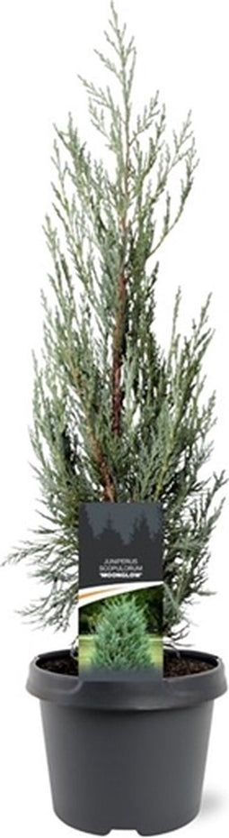 Juniperus scopulorum Moonglow 50-60 cm Conifeer