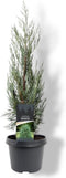 Juniperus scopulorum Moonglow 50-60 cm Conifeer
