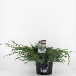 Juniperus squamata blue carpet 45 cm
