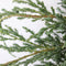 Juniperus squamata blue carpet 45 cm