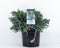 Juniperus squamata blue star 45 cm