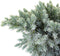 Juniperus squamata blue star 45 cm