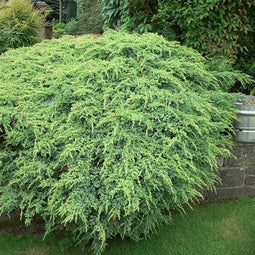 Juniperus squamata 'Holger' - Himalaya jeneverbes - Planthoogte: 30-40 cm - Pot Ø 23 cm (5 Liter)