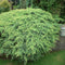 Juniperus squamata 'Holger' - Himalaya jeneverbes - Planthoogte: 30-40 cm - Pot Ø 23 cm (5 Liter)