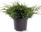 Juniperus squamata 'Holger' - Himalaya jeneverbes - Planthoogte: 30-40 cm - Pot Ø 23 cm (5 Liter)