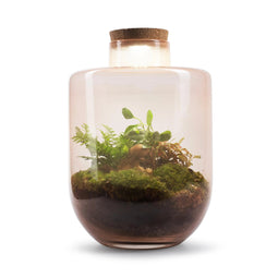 Juno Botanical - Terrarium met led - 30cm