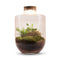 Juno Botanical - Terrarium met led - 30cm