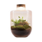 Juno Botanical - Terrarium met led - 30cm