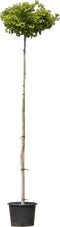 Japanse notenboom op stam 220 cm stamhoogte | Ginkgo biloba 'Mariken' 6-10 cm 220 cm| Bomenbezorgd.nl