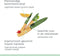Just Vegan, 5-delige Keramische Eco Messenset – 2x Universele Messen, 1x Keukenmes, 1x Snijplank, 1x Messenblok – Gemaakt van Duurzame Materialen - Ceravegan