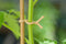 Jute bindtouw naturel met ijzeren kern dia. 2,75 mm x 10 m