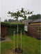 Plataan kruisdak Platanus hispanica h 210 cm st. omtrek 6 cm st. h...