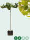 Plataan kruisdak 220 cm stamhoogte | Platanus hispanica 14-18 cm 220 cm| Bomenbezorgd.nl