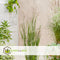 Plant in a Box - Panicum virgatum 'Heavy Metal' - Set van 2 - Vingergras - Siergras - Tuinplant - ⌀ 23 cm - Hoogte 40-60 cm