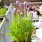 Plant in a Box - Liatris - Mix van 40 - Lampenpoetser - Wortelstokken - Prachtschaarde - Bloeiende vaste plant