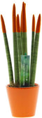 Plant in a Box - Sansevieria Cylindrica - Velvet Touchz - Vrouwentong - Inclusief Oranje Decoratieve Pot - Hoogte 20-40cm - Pot 9cm