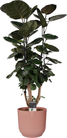 Decorum Polyscias Fabian vertakt in ELHO Vibes Roze - JoGrow - Groene plant- Hoogte 85 cm