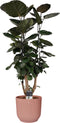 Decorum Polyscias Fabian vertakt in ELHO Vibes Roze - JoGrow - Groene plant- Hoogte 85 cm