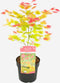Plant in a Box - Acer palmatum 'Moonrise' - Japanse esdoorn Winterhard - Pot 19cm - Hoogte 40-50cm