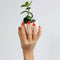 LAUED Nagelstickers - Nail Wraps - 16 Extreem Dunne Nagellak Stickers - Manicure Nail Art Folie - Fire Rose